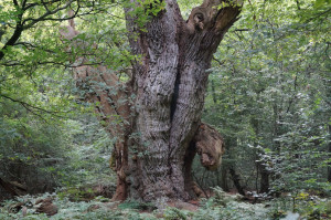 Friederikeneiche - Hasbruch - September 2016 - bearbeitet